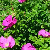 Rose Spray Beach Rose Salt Seeds salt spray rose Sea Rose River Oat Chas... - $12.50