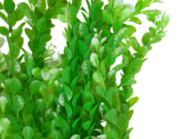 Green Aquarium Fish Tank Plant with Base 19-20 Inch Plastic Decoration Ornament - £14.76 GBP