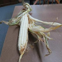 New Fresh Seeds 35 Peruvian Giant Corn Seeds - $9.98