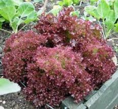 50 Seeds Lettuce Red Leaf Lolla Rosa Plant Heirloom Seeds Quick Beauty - £6.61 GBP