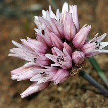 Fast Ship USA Seller Allium Robinsonii Robinsons Onion 10 Seeds - $19.20