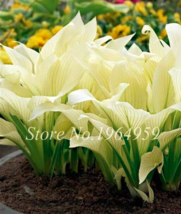 100 Pcs Hosta Mixed Jardin Perennials Lily Flower Pot White Lace Ground Cover Pl - £6.18 GBP