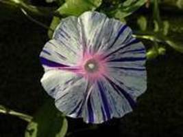 BELLFARM White Blue Stripes Morning Glory Flowers, 20pcs Seeds Item NO.A125 - £7.70 GBP