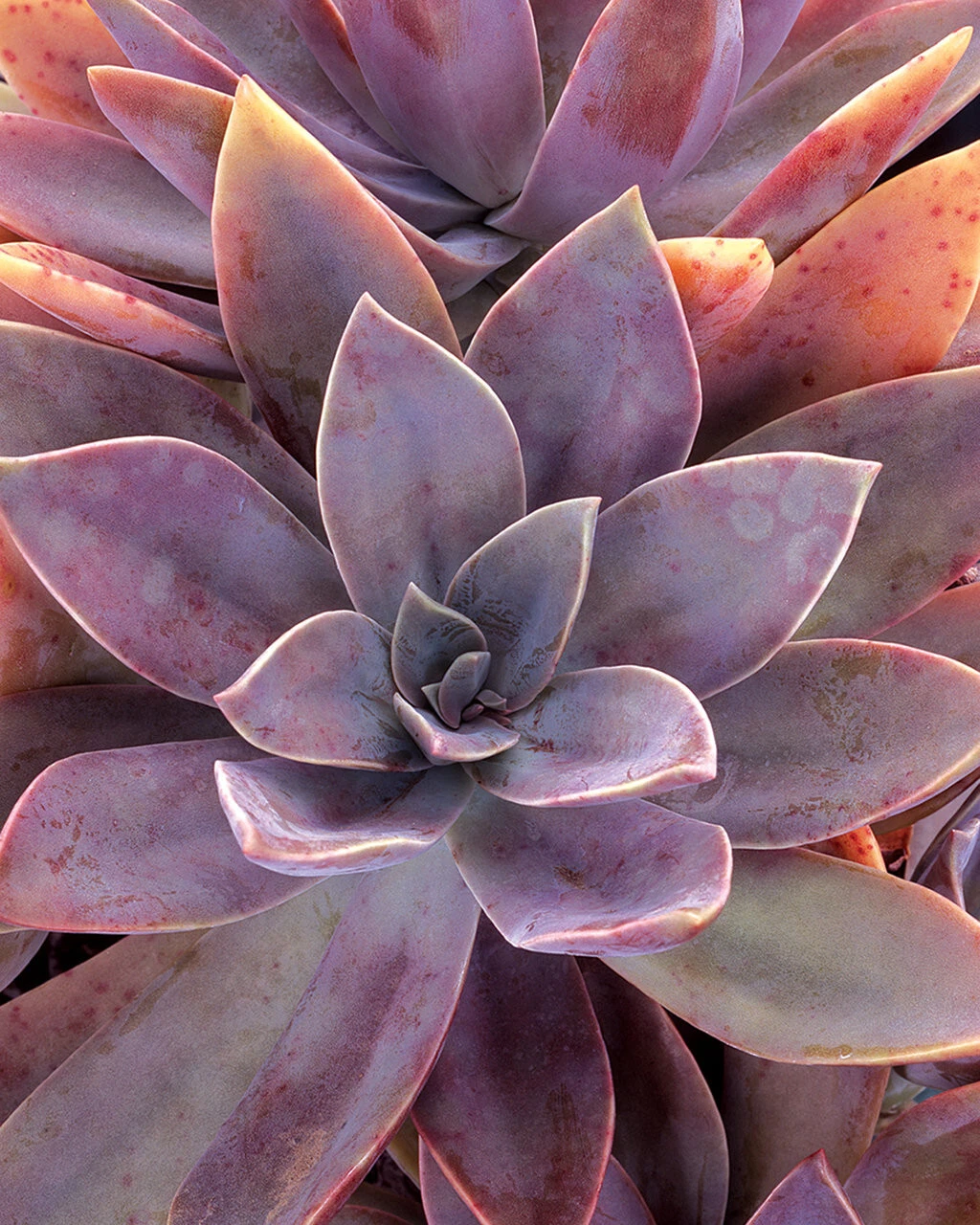 2 X GRAPTOSEDUM &quot;ALPENGLOW&quot; - 2&quot; DIAMETER ROOTED PLANTS - $22.99