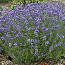 50 Seeds Lavender Munstead Heirloom Non-Gmo - $9.80