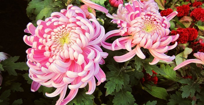 50 Seeds Pink Chrysanthemum Seeds, Decorative Garden Flower - $4.99