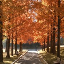 New Fresh Seeds 20 Dawn Redwood Tree Metasequoia Glyptostroboides Conifer Seeds  - £12.09 GBP