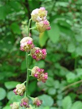 25 Fringecup Tellima Grandiflora Odorata Bigflower Fringe Cup   - £13.33 GBP