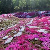 Creeping Thyme Bonsai or Blue Rock CRESS Mixed, 100 Seeds D - $14.35