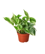 Pothos &#39;Marble Queen&#39;-8&quot; Pot - $1,722.59 MXN