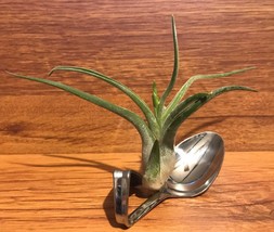 Tilla Critters Lovin Spoonful One of a Kind Airplant Creations by Chili ... - £12.78 GBP