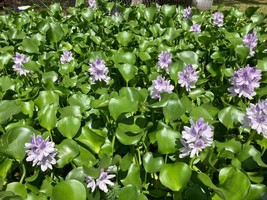 3 MEDIUM Water Hyacinth Plants for ponds - $14.85
