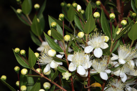 20 True Myrtle Myrtus Communis White Flower Edible Blue Berry Fruit Shru... - £16.00 GBP