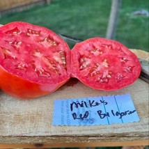 Milkas Red Bulgarian Tomato Seeds Garden Fresh USA Shipping - $11.99