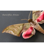 Rare Green-pink Sphinx Callambulyx Rubricosa Moth Framed Entomology Shad... - $1,449.18 MXN