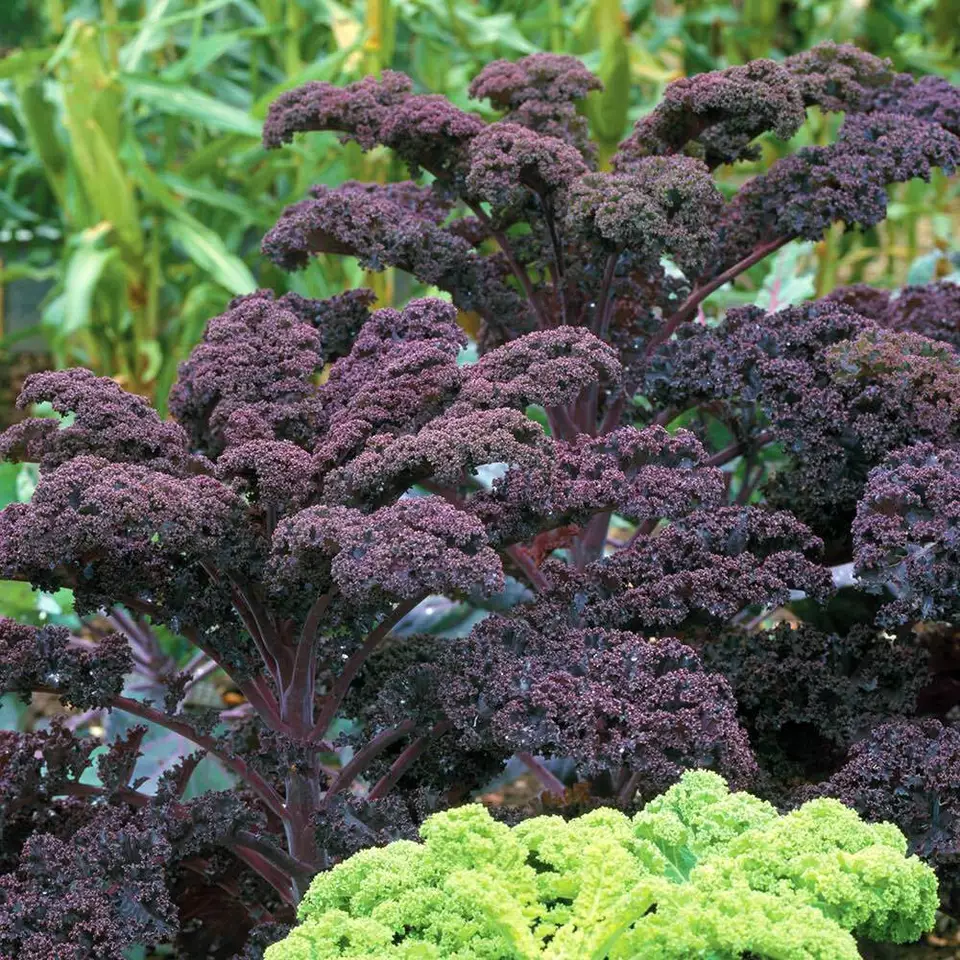 KingStore 250 Seeds Scarlet Kale Non Gmo Dark Purple Ornamental And Edible - £7.23 GBP