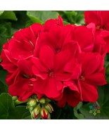 25 Calliope Dark Red Geranium Seeds Planting US Seller Fast Shipping - $5.48