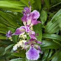 Top US Seller 15 Seeds Murasakikomachi Orchid Blue Hawaii House Plant Garden Flo - £11.40 GBP