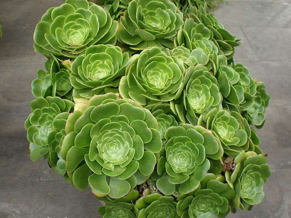 Aeonium arboreum seeds tree aeonium houseleek  Irish rose succulent graines - $6.33+