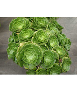 Aeonium arboreum seeds tree aeonium houseleek  Irish rose succulent graines - $8.68 CAD+