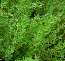 German Thyme Seeds 3000 Common Perennial Herb Hardy Plant Fresh Gardenin... - $6.30