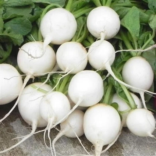 100 HAILSTONE RADISH SEEDS  FRESH HARVEST FOR GARDENS - $7.34