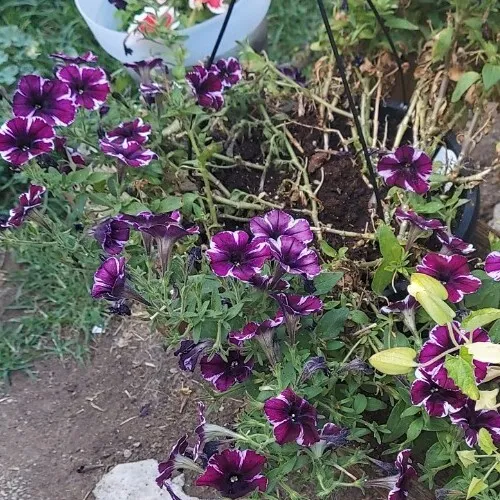 Petunia Dark Purple And White Flower 20 Seeds - £7.55 GBP
