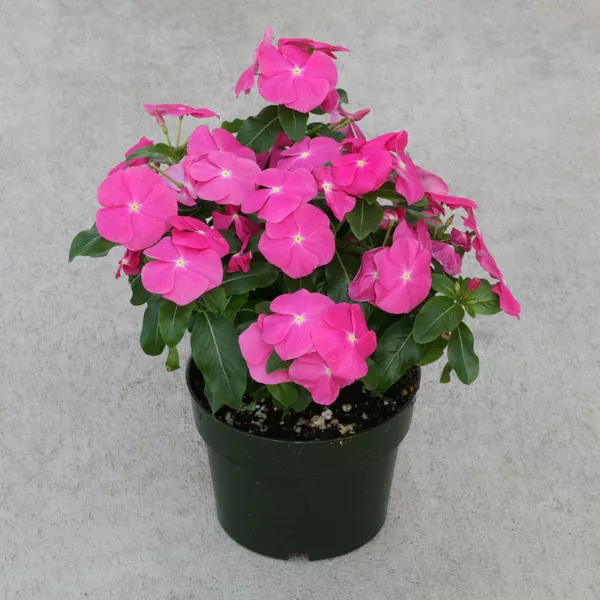 Vinca Seeds Cobra Rose 25 Seeds Flower Seeds Fresh Garden - $11.50