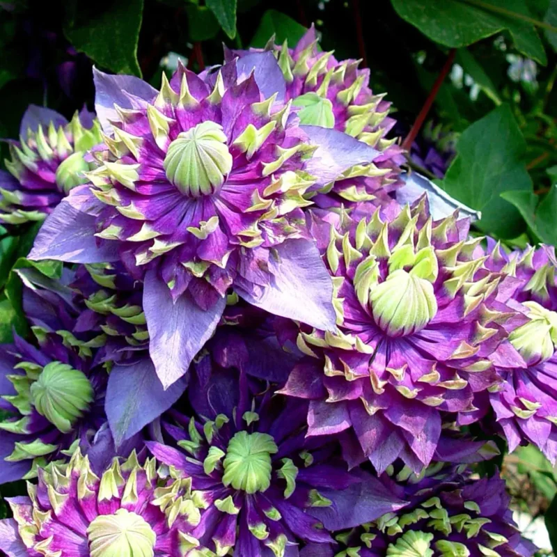 Up To 60%Offclematis Taiga Seeds SEEDS - $19.98