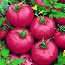 100 Pink King Tomato Seeds - £4.69 GBP