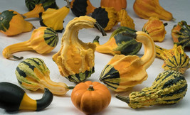 VP Winged Gourd Squash for Garden Planting USA 25+ Seeds - $8.22