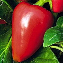 Pimento Sweet Pepper Seeds NON-GMO Heirloom Variety Sizes  - £7.53 GBP