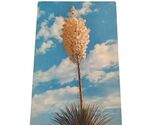 Postcard Yucca Plant Tree In Bloom Chrome Unposted - $4.15