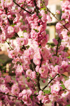 BPA 10 Seeds Flowering Almond Prunus Triloba Plum Rose Tree Double Pink Flower S - £14.86 GBP
