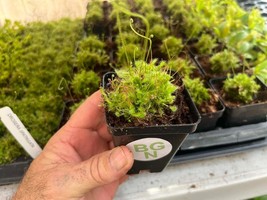 Spoon-leaf Sundew - Drosera spatulata – Carnivorous Plant - $21.36