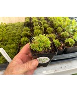 Spoon-leaf Sundew - Drosera spatulata – Carnivorous Plant - $37.43 CAD
