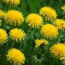 Dandelion Flowers Seeds - Edible Flowers - Organic - Non Gmo - Heirloom 15 Seeds - £9.04 GBP
