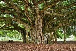 THJAR Banyan Tree Seeds For Planting 40 Seeds Of Ficus Benghalensis Indian Bania - $27.92