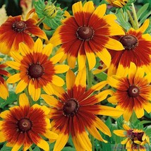 200 Gloriosa Rudbeckia Seeds Planting Gardening USA SELLER - £9.93 GBP