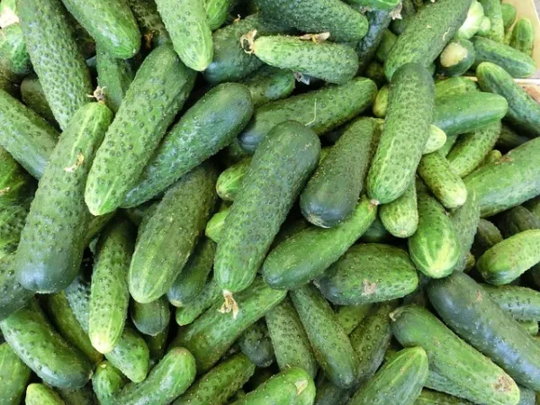 150 Boston Pickling Cucumber Heirloom Cucumis Sativus Fruit Vegetable Seeds Fres - $9.00