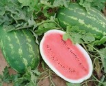 25 Watermelon Seed: Allsweet Watermelon SeedsFresh Seed  - £7.20 GBP