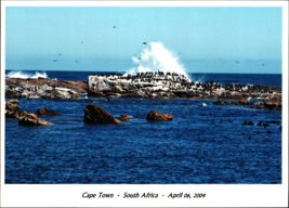 Lot of Five  5x7 Real Photos Cape Town South Africa penguins from cruise ship - £15.21 GBP