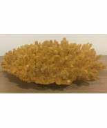 Large Acropora Finger Coral Ocean Reef Branch Fossil- Extra Large 10.5” ... - $180.93 CAD