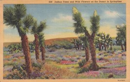 Cactus Joshua Trees and Wild Flowers On The Desert Springtime 1944 Postc... - £2.15 GBP