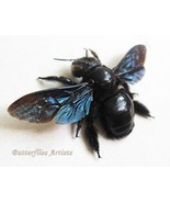 Real Violet Carpenter Bee Xylocopa Violacea Framed Entomology Shadowbox - $1,013.38 MXN