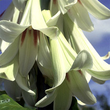 Cardiocrinum Giganteum Fresh Seeds for Planting - £14.40 GBP