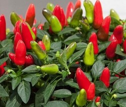30+ Seeds Acapulco Red Pepper Fresh Seeds  - $6.00