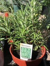 Rosemary Plants - 6-8&quot; Rooted Live - Organic - 2 types... - £29.23 GBP