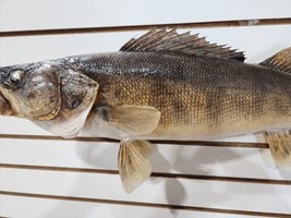 Beautiful Real Skin Walleye 29”  Taxidermy Wall Mount Art Wildlife - £303.75 GBP