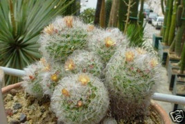 Mammillaria Bocasana pincushion fishook cacti rare exotic cactus seed 100 SEEDS - £10.38 GBP